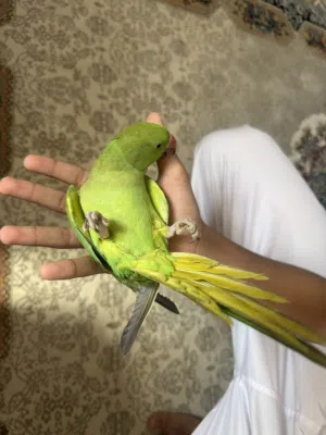 متو ذكر عمر سنه الليف متكلم