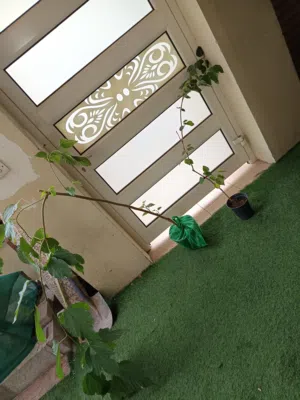 للبيع شتلات توت