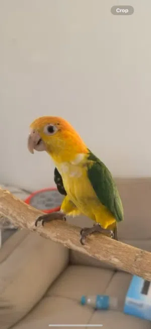 كايكي وايت بلي بيور