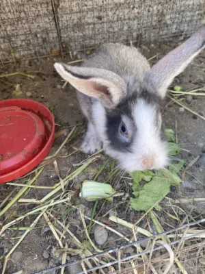 للبيع اًرانب فرنسيه