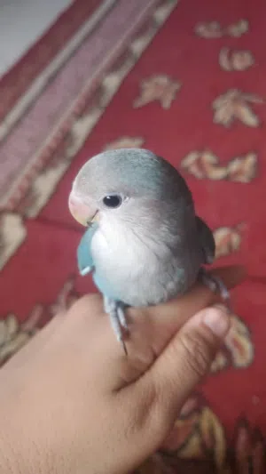 للبيع فرد روز اليف