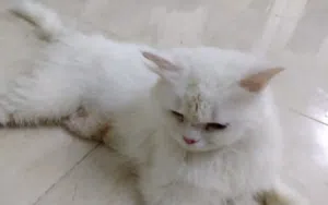 قطه شيرازيه بيضاء