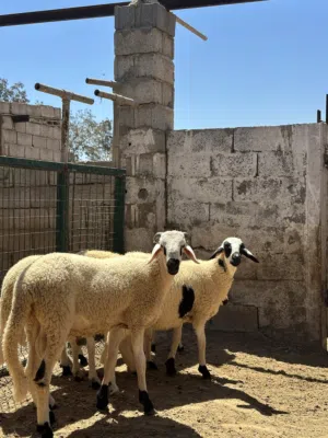 أغنام مغربي(صردي)