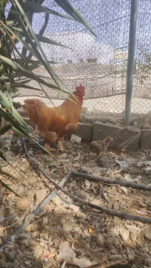 زوج كوشن قوي ومنتج