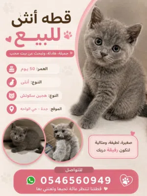 قطه انثي هجين سكوتس