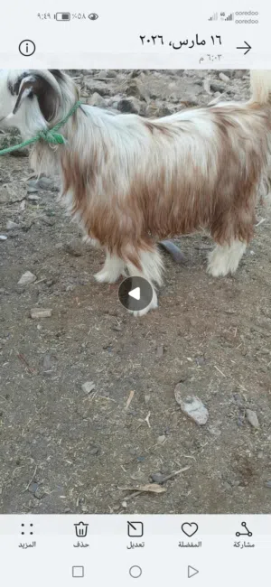 لجدايه عمانيات