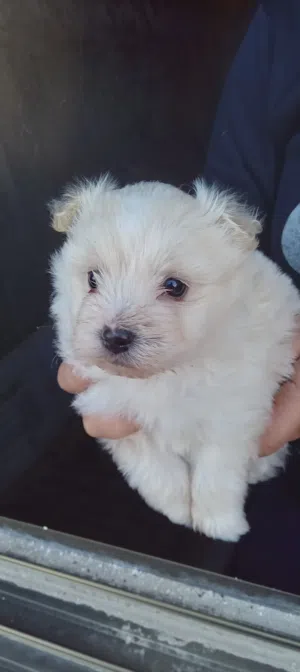 3 كلاب جراء فرنش للبيع