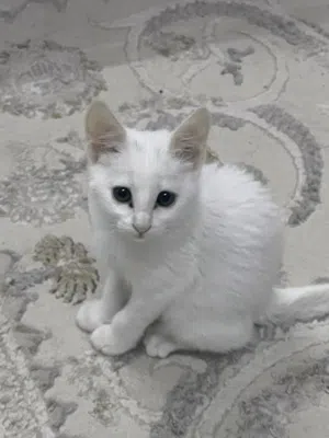 قط صغير ابيض للبيع