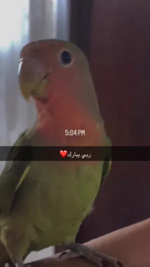 طير روز رد فيس ترويض فل يعض شوية بقفصه و لعبة الصنوبر الحجم الكبير