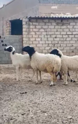 نعاج والدات للبيع