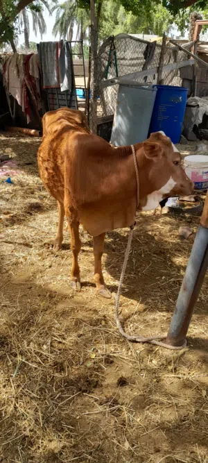 بقره للبيع