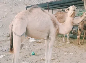 للبيع قعدان وابقار عزبة مسقط