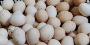 بيض فرنسي اصلي وصوص فرنسي الاصلي