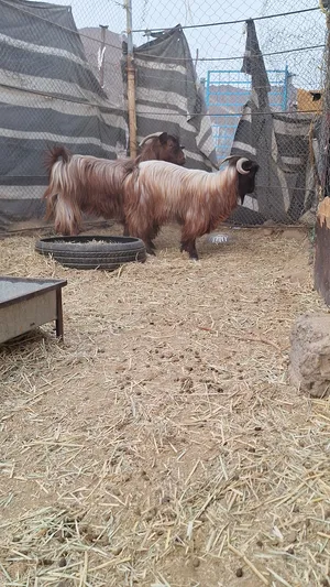 ‏غنم‏0