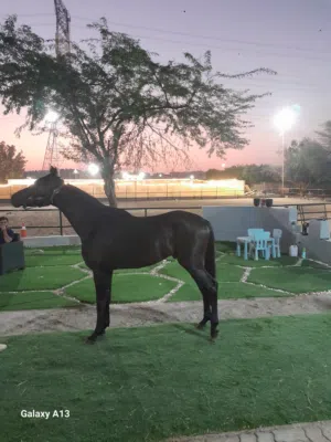 أمام عبدالشافي 