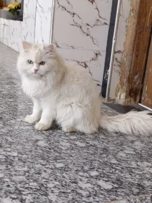 قطه للبيع...