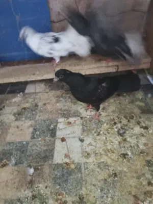 3جواز مع الفراخ
