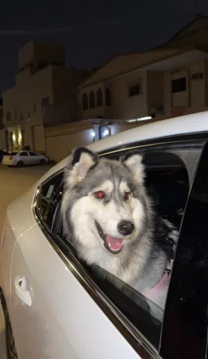 كلب هاسكي بيور