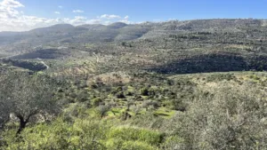 ارض استثمارية للييع