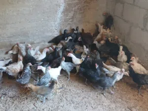 فرخات بلدي للبيع
