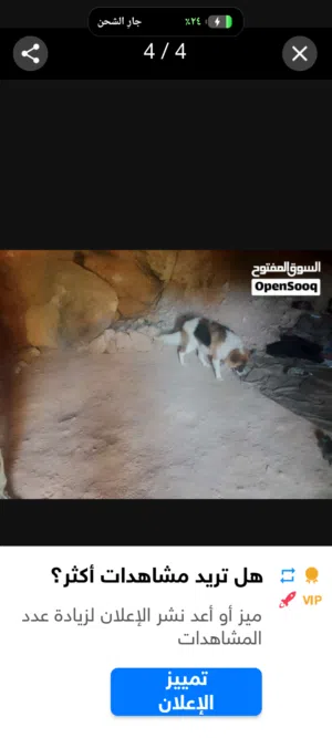 جارو ذكر الاب قوقازي والام جيرمن عمر اربع شهور للبذل على اي كلب او للبيع كلب ضخم جدا عالواقع