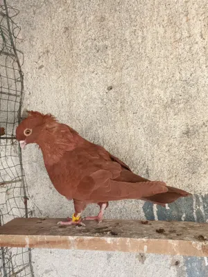 مطلوب ارفل نفس هذا الفحل مخاليف أو نثايه