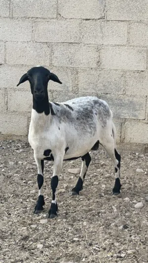 جاعده الدربور