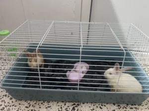 أرنبين + قفص + صحن الطعام + الشراب
