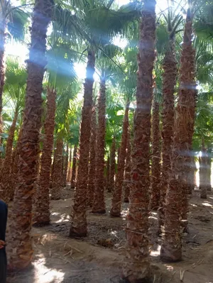 Trees - Plants3