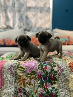 Pug Puppies For Sale in UAE