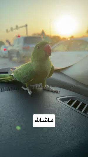 ذره هندي اليف Indian ring neck friendly