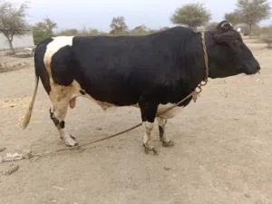 للبيع ثور تربية المزرعه ولجاد فاله طيب