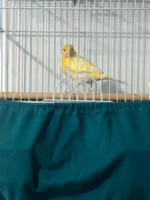 كناري سوري لا البيع