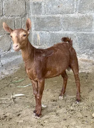 تيوس صلالية وحملة للبيع