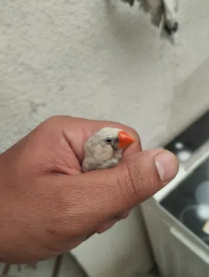 فنجز تبزيره حلوات كلهن يبيضن