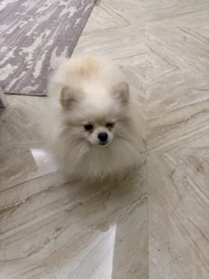 الكلب مطعم وخالي من الأمراض