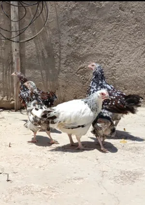 7حبات سايكس بورسلان سلاله نقيه وفرخه سايكس انجليزي