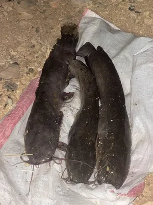 ‏اسماك‏1