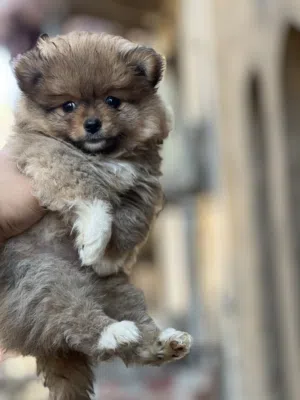 Pomeranian puppy