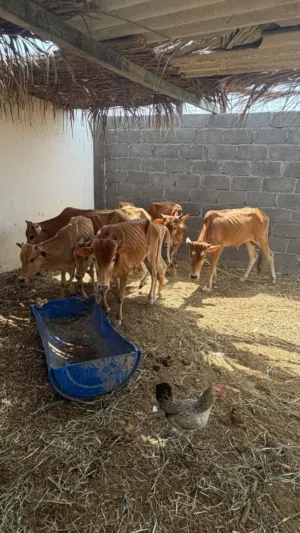 عجول سته وعجلتين محليات للبيع