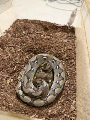 Reticulated python رتك بيثون