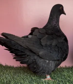 Fancy pigeons