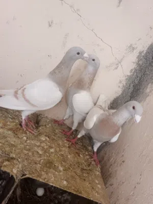 طيور مميزة للبيع