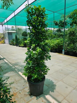 Ficus Trees