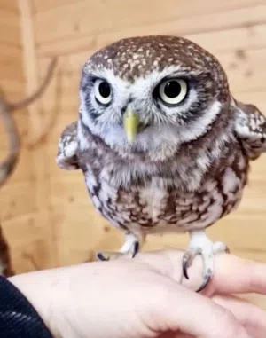 بومة للبيع مع التوصيل