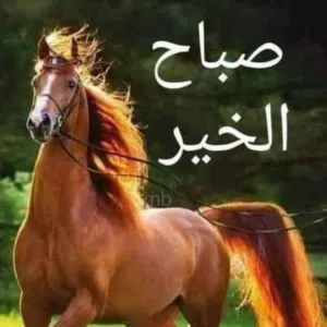 طارق موسى