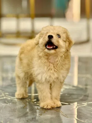Very beautiful Female Maltepoo 60 days old