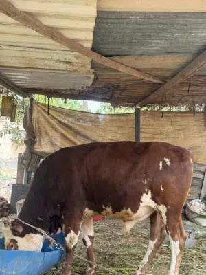 عجل مهجن للبيع