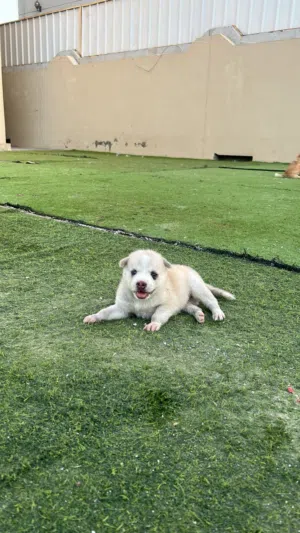كلبه هاسكي انثى
