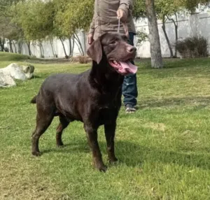 مطلوب ذكر لبرادور لتلقيح